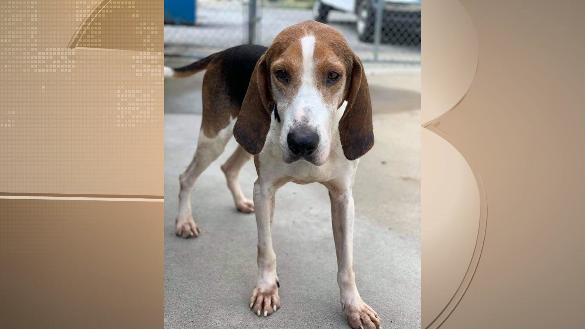 Pets of the Week: January 13, 2022